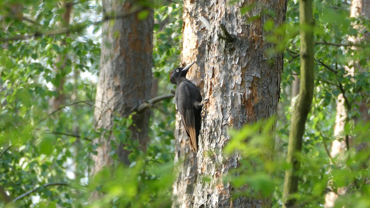 Black Woodpecker - ML574962721