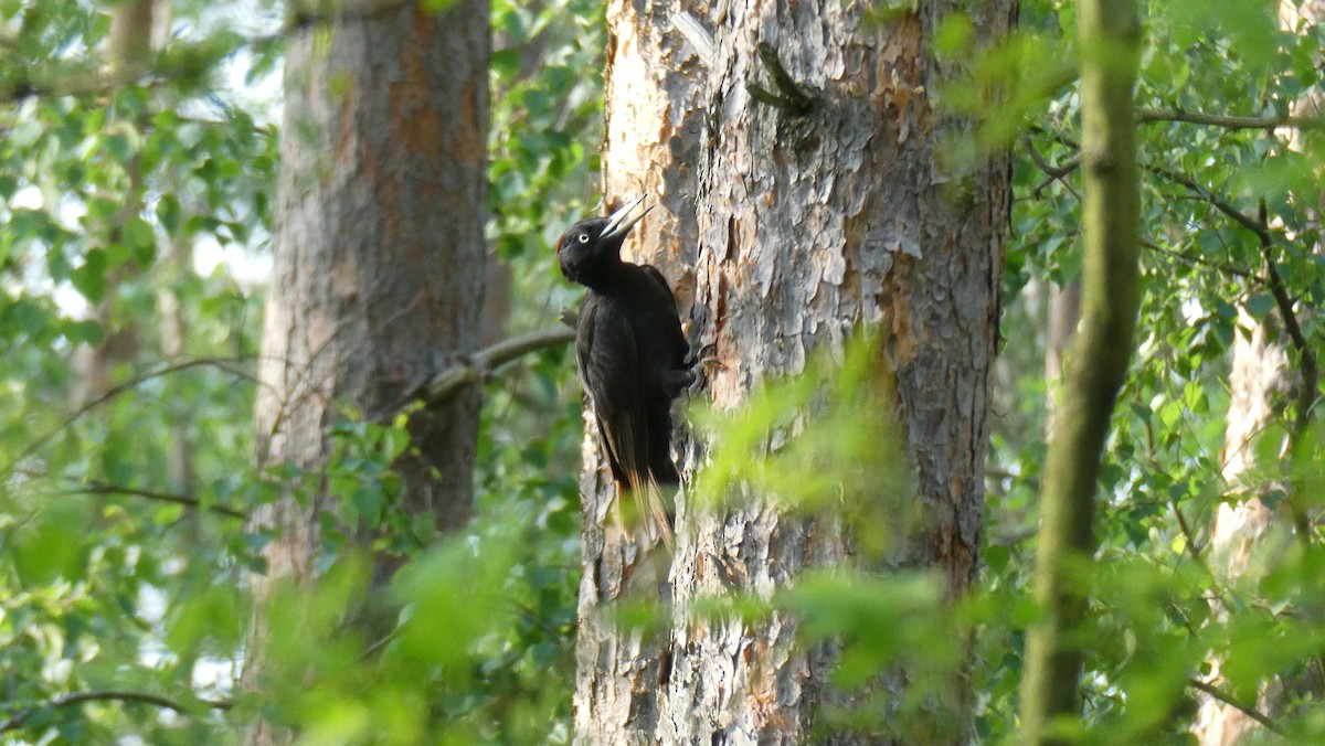 Black Woodpecker - ML574962781