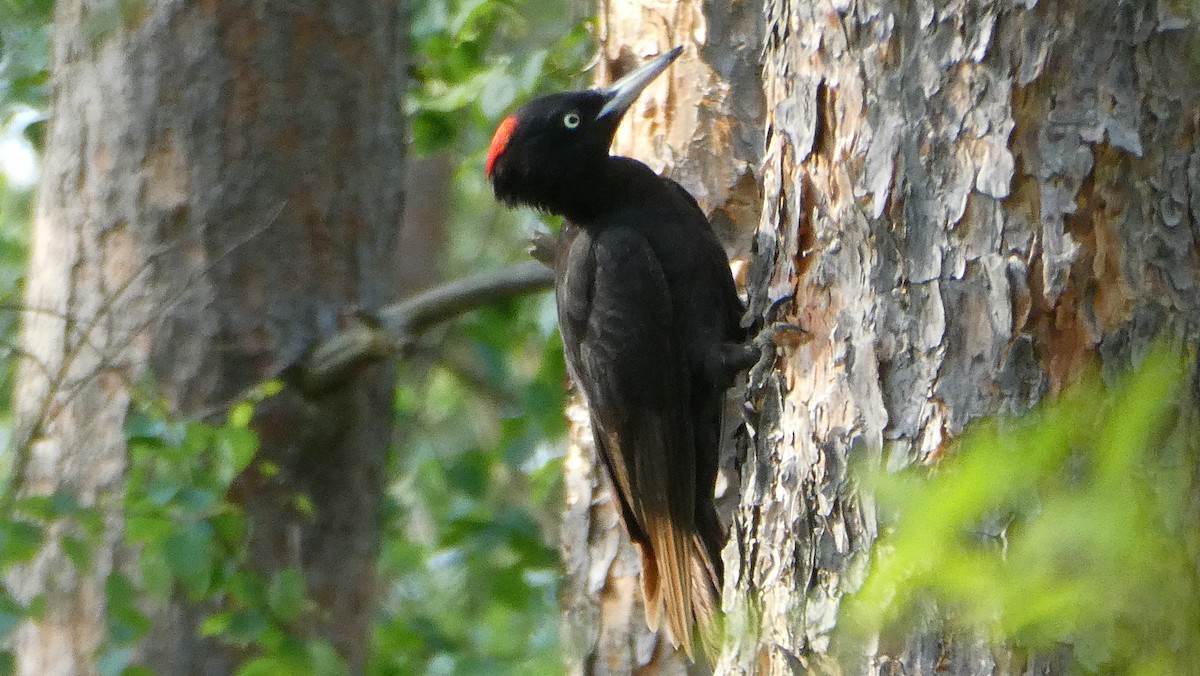 Black Woodpecker - ML574962851