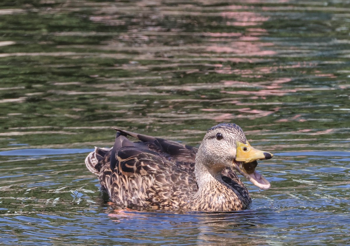 Mottled Duck (Florida) - ML574964221