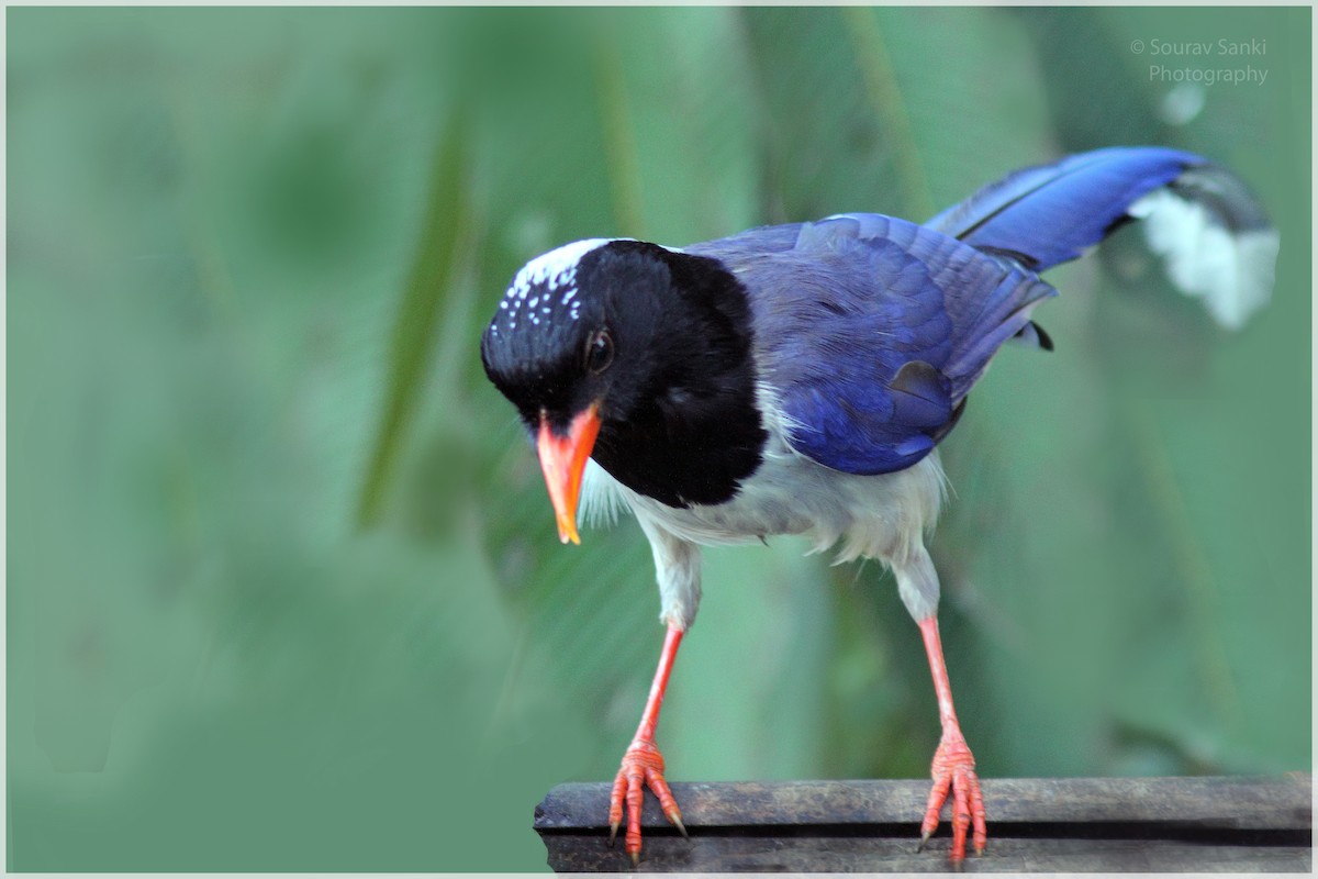 Red-billed Blue-Magpie - Sourav Sanki