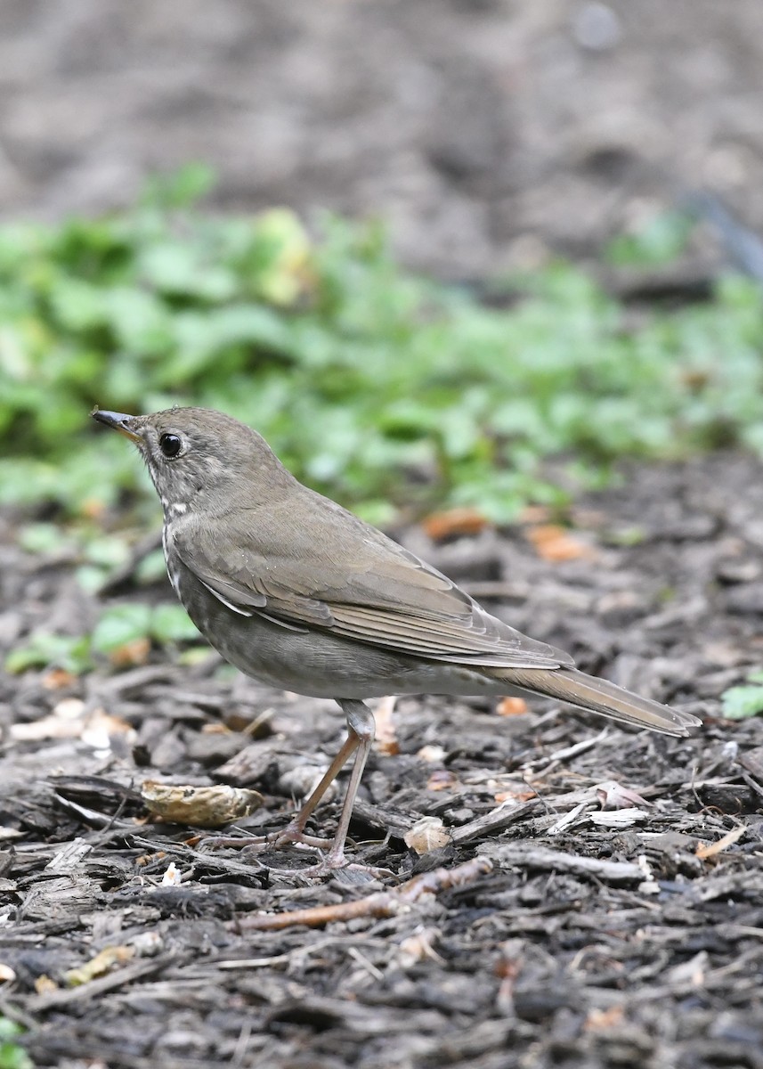 ml574969301-bicknell-s-thrush-macaulay-library