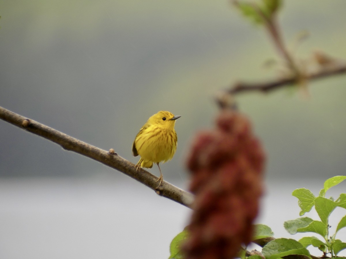 Yellow Warbler (Northern) - ML574974491