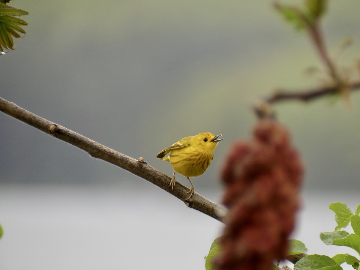 Yellow Warbler (Northern) - ML574974511