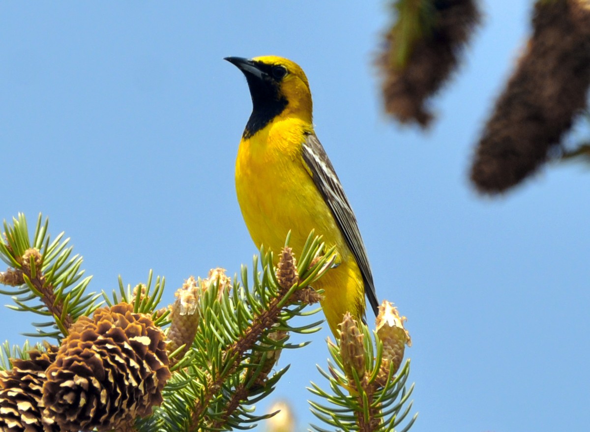 Hooded Oriole - Heather Lauer