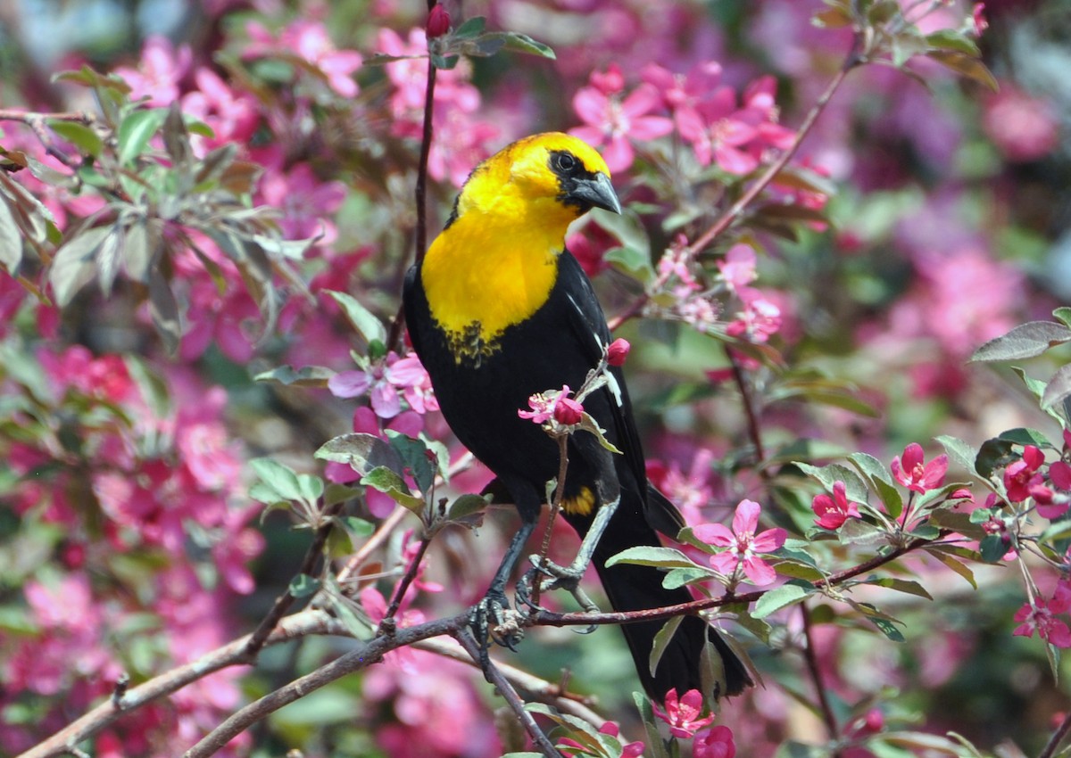 Yellow-headed Blackbird - ML574978631