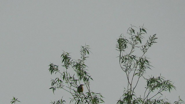 Sturnella meadowlark sp. - ML574979041