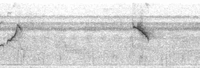 Тапіранга білодзьоба - ML57498