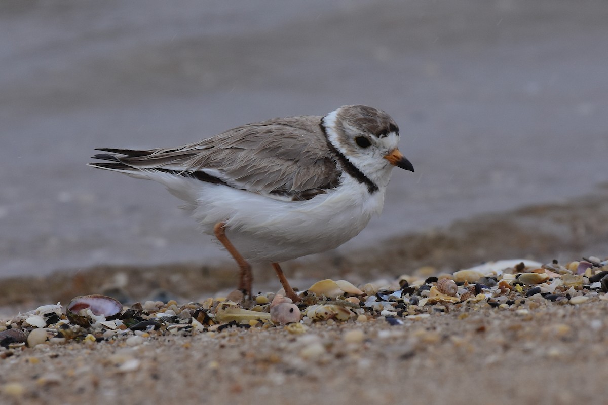 Piping Plover - ML574981231
