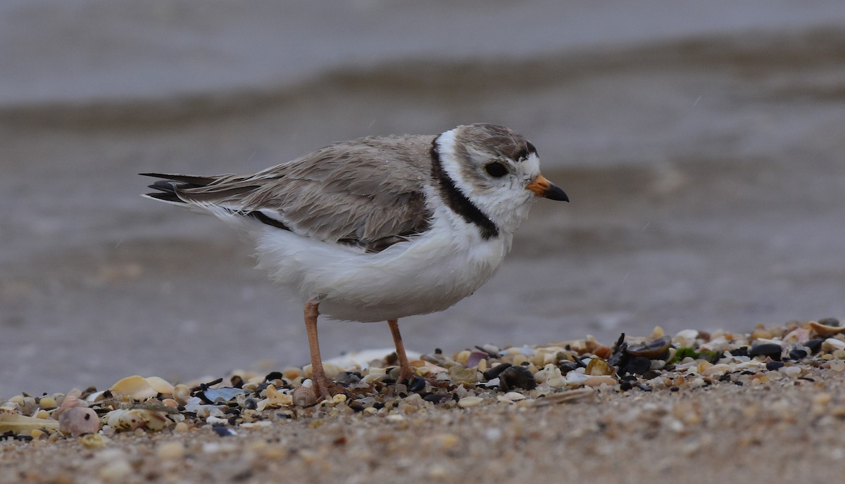 Piping Plover - ML574981241