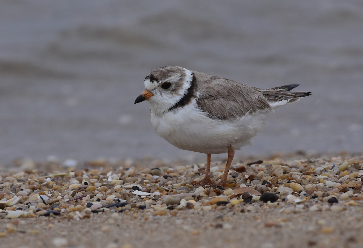 Piping Plover - ML574981251