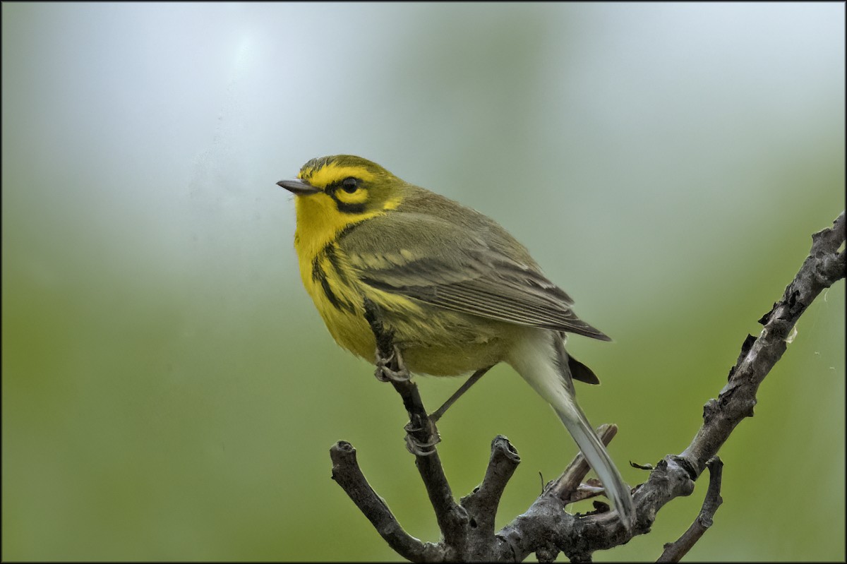eBird Checklist 20 May 2023 Kaladar, Ontario 2 species