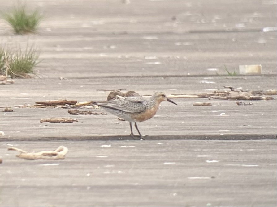 Red Knot - ML574989911
