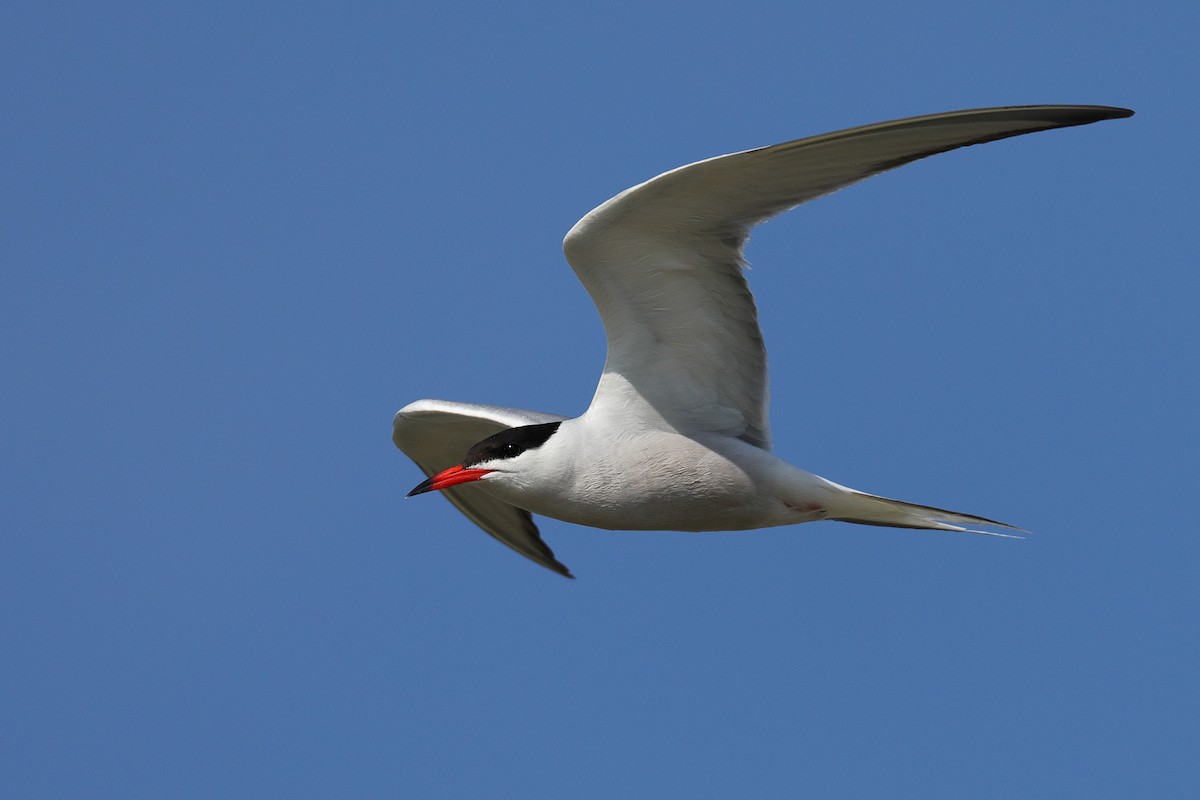 Common Tern - ML574991671