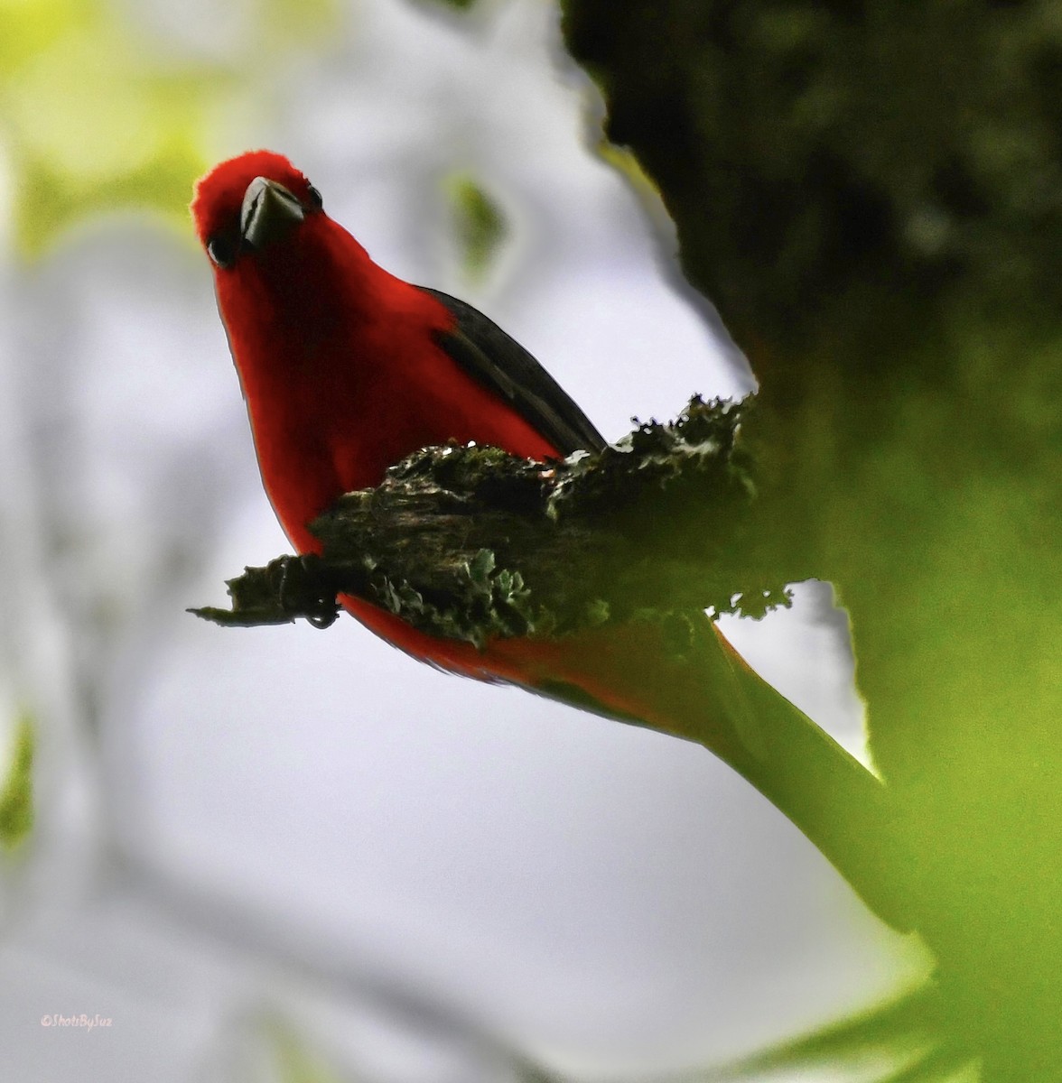Scarlet Tanager - ML574994011