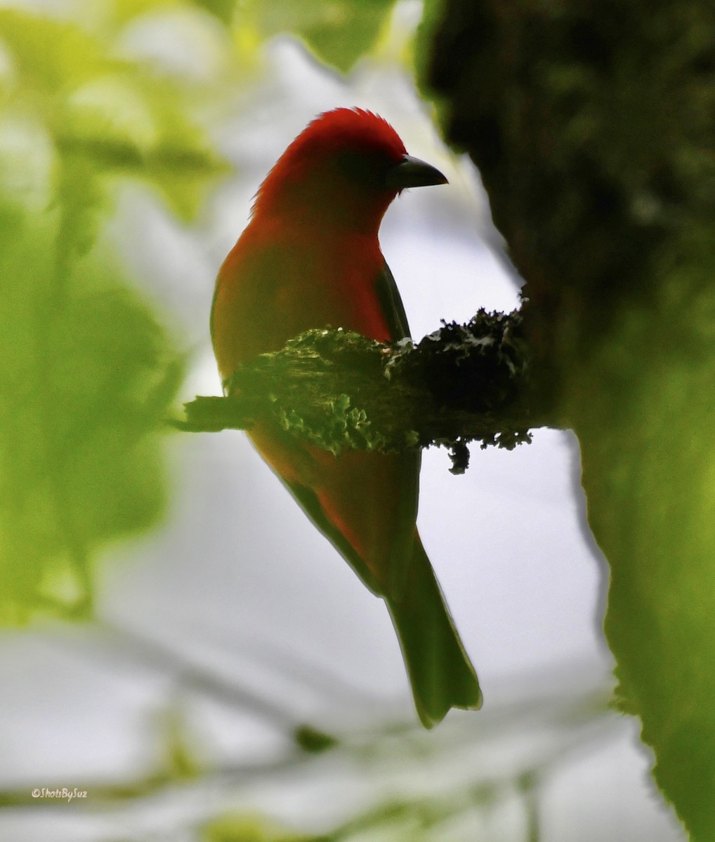 Scarlet Tanager - ML574994021