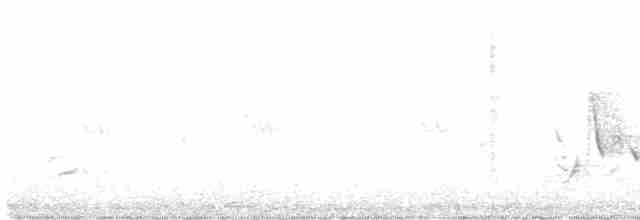 White-eyed Vireo - ML574994891