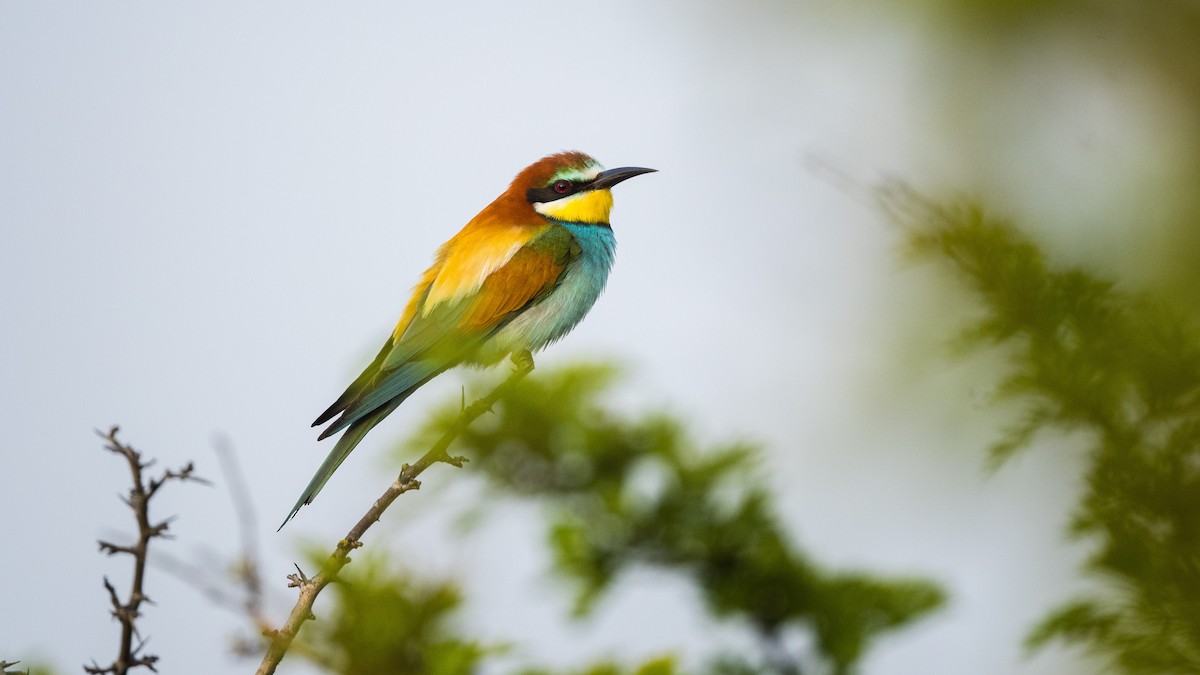 European Bee-eater - ML574996821