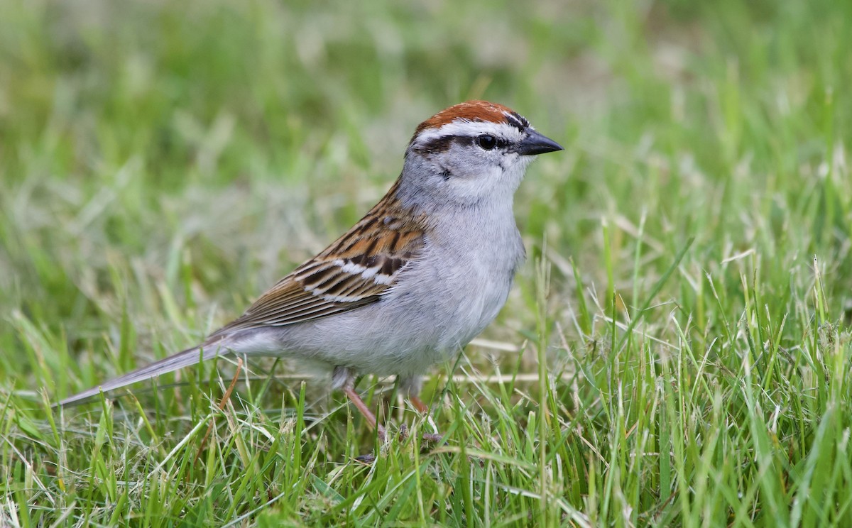 Chipping Sparrow - ML574996881