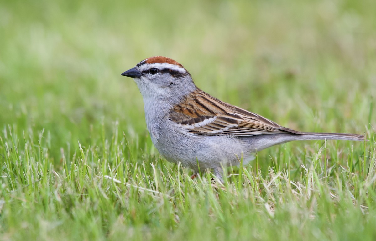 Chipping Sparrow - ML574996901