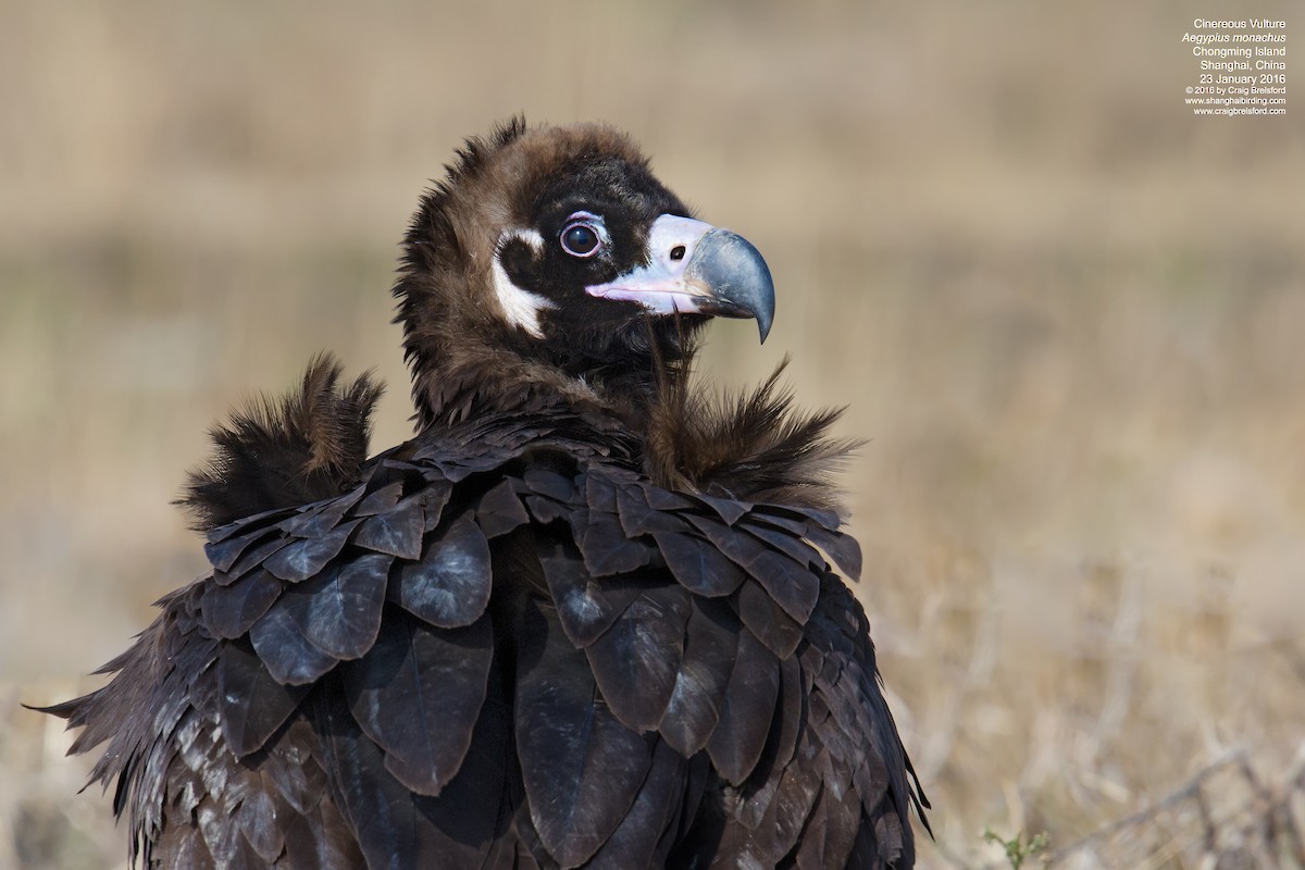 Cinereous Vulture - ML57500261