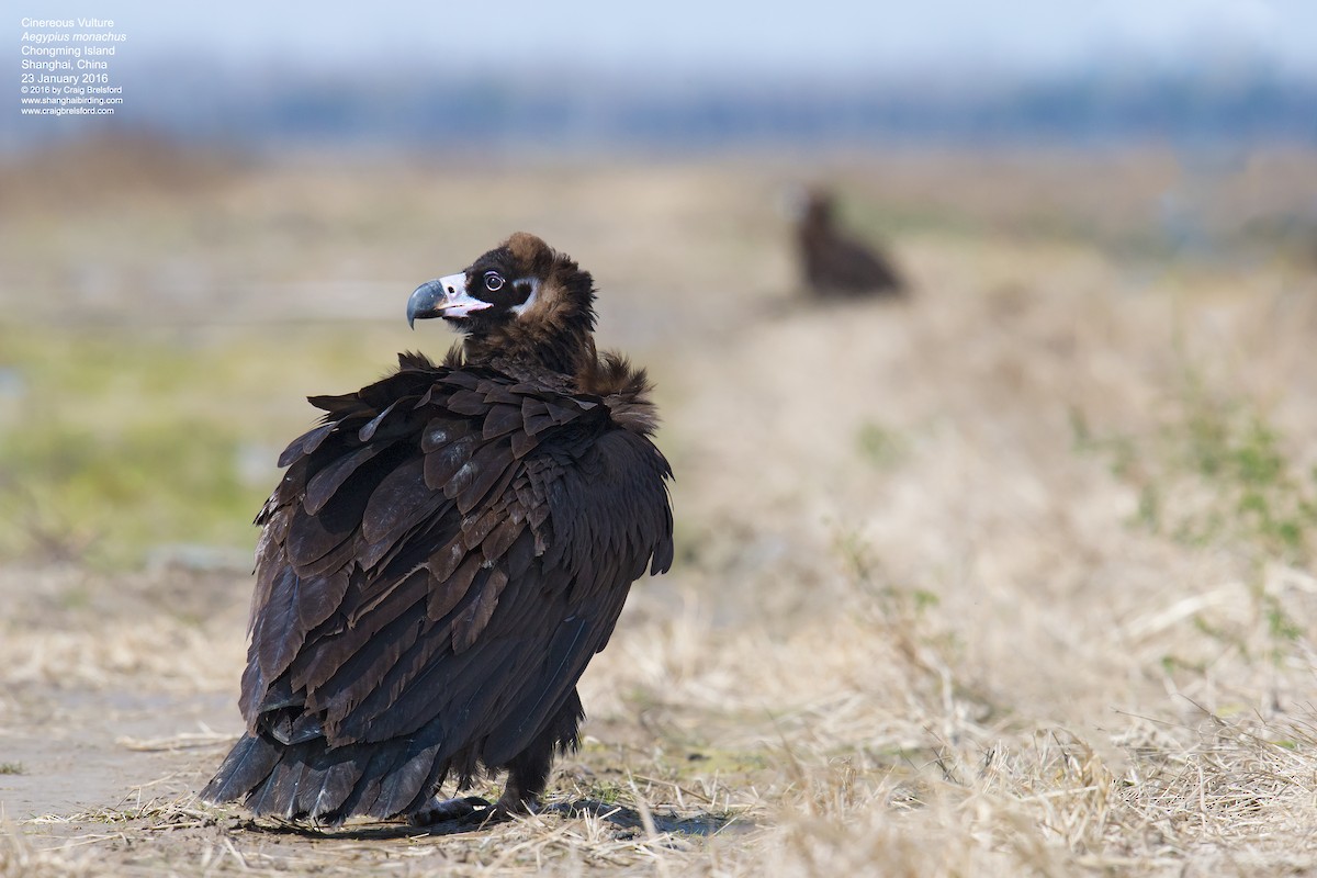 Cinereous Vulture - Craig Brelsford