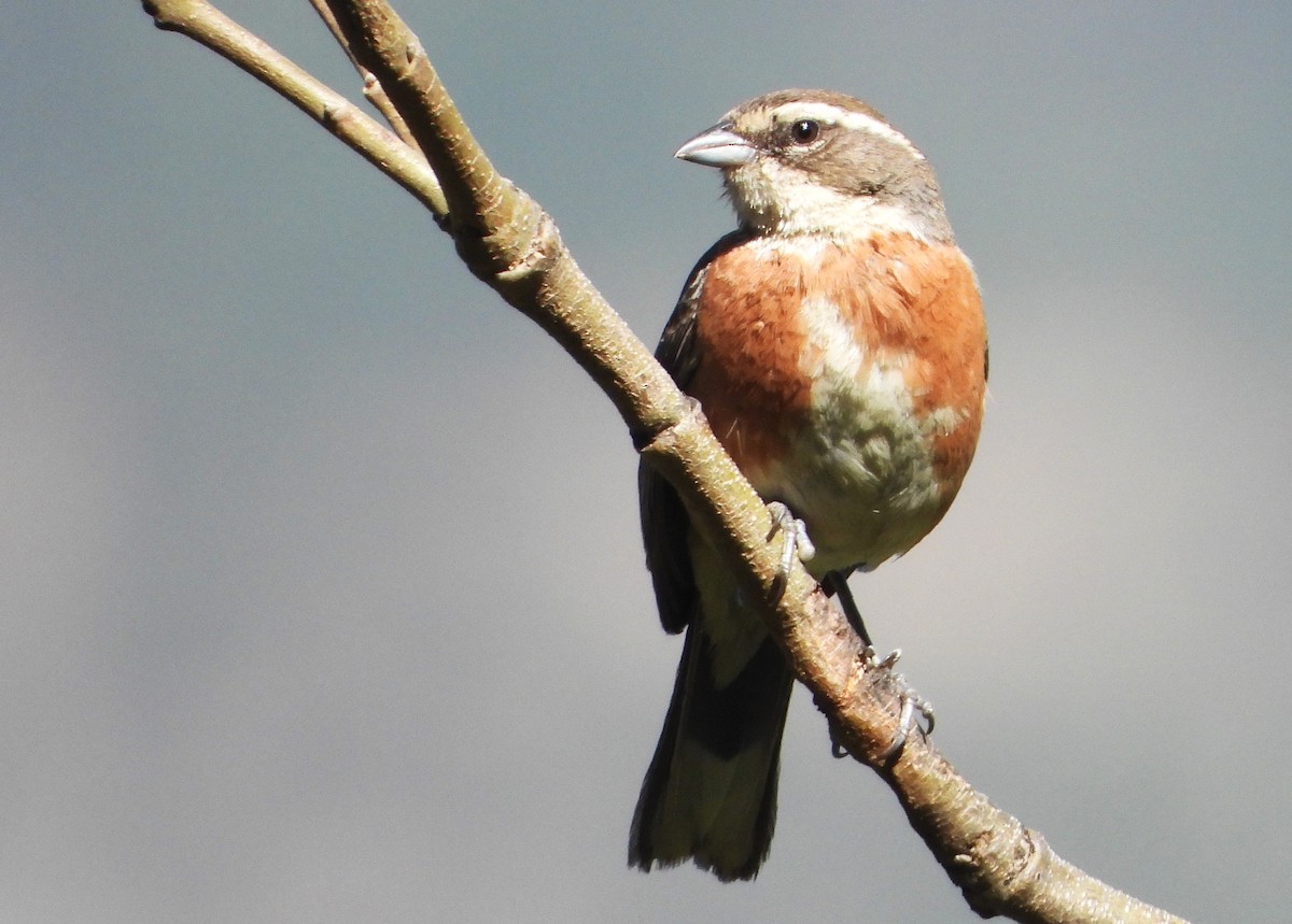 Bolivian Warbling Finch - ML575003301
