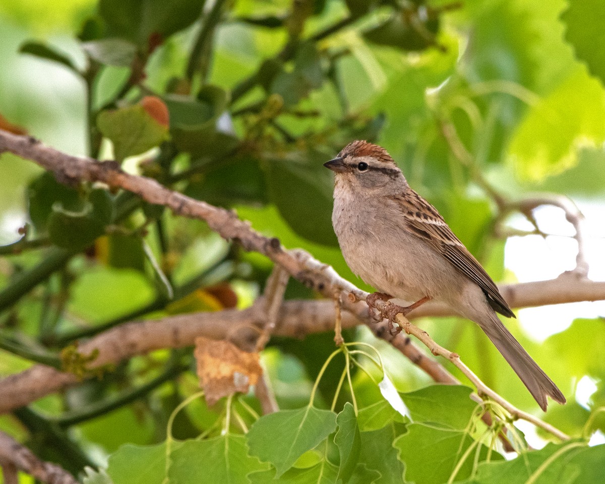 Chipping Sparrow - ML575004051