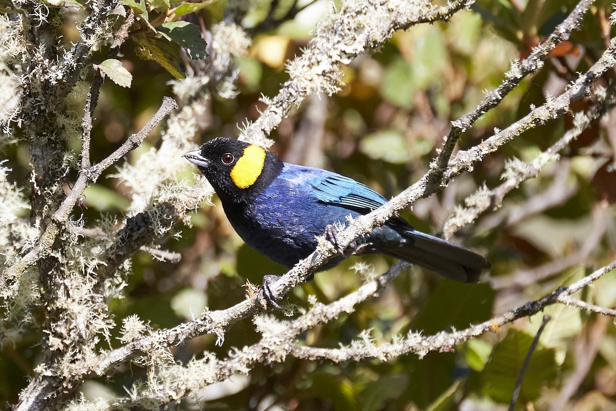 Yellow-scarfed Tanager - ML575005331