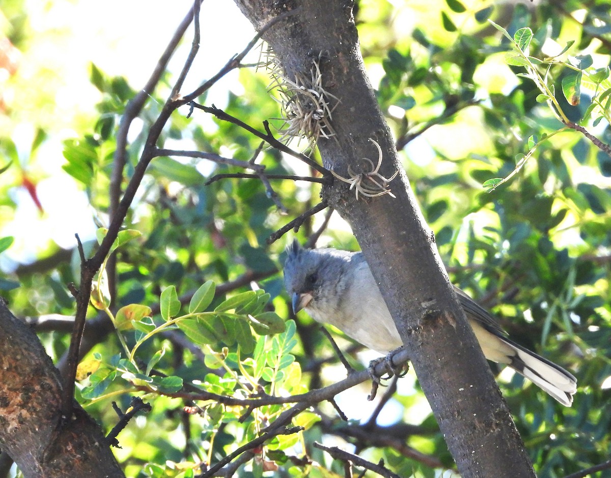 Gray-crested Finch - ML575006251