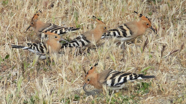 Apparent Family Group. - Eurasian Hoopoe - 