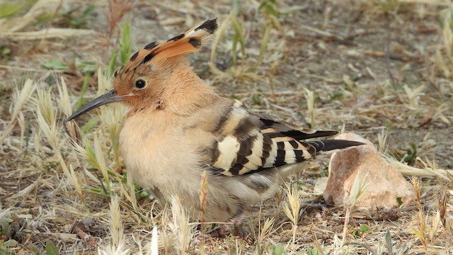 Juvenile Plumage (subspecies <em class="SciName notranslate">epops</em>). - Eurasian Hoopoe - 