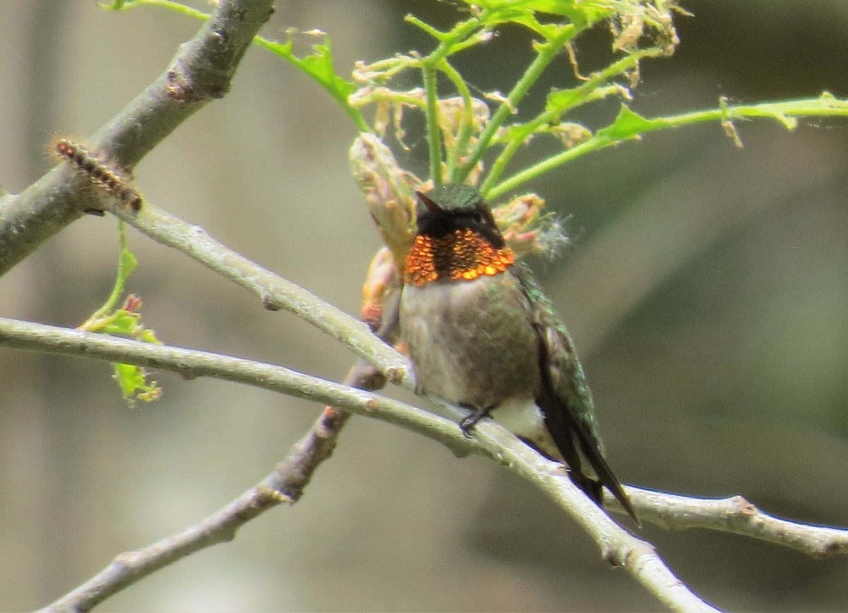 Ruby-throated Hummingbird - ML575008291