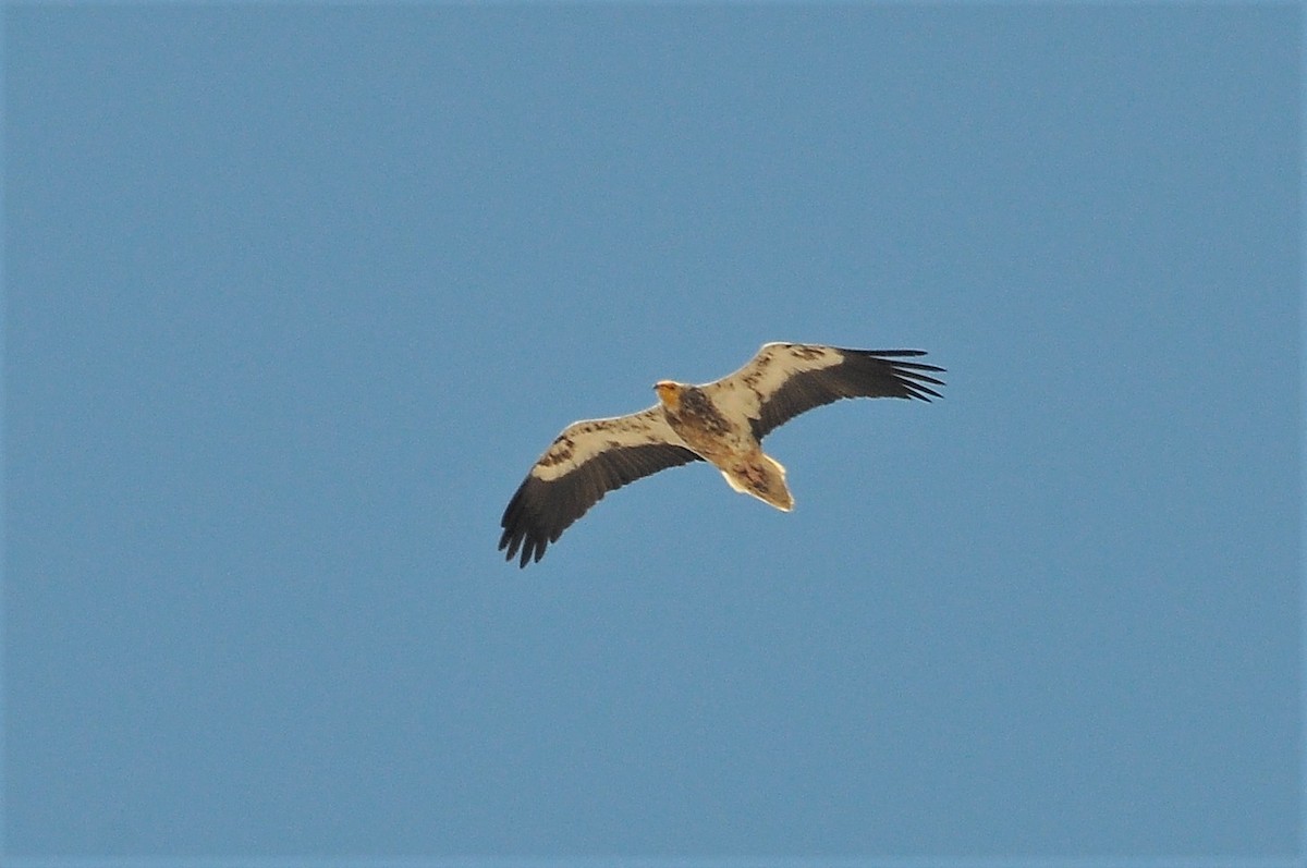 Egyptian Vulture - ML57500831