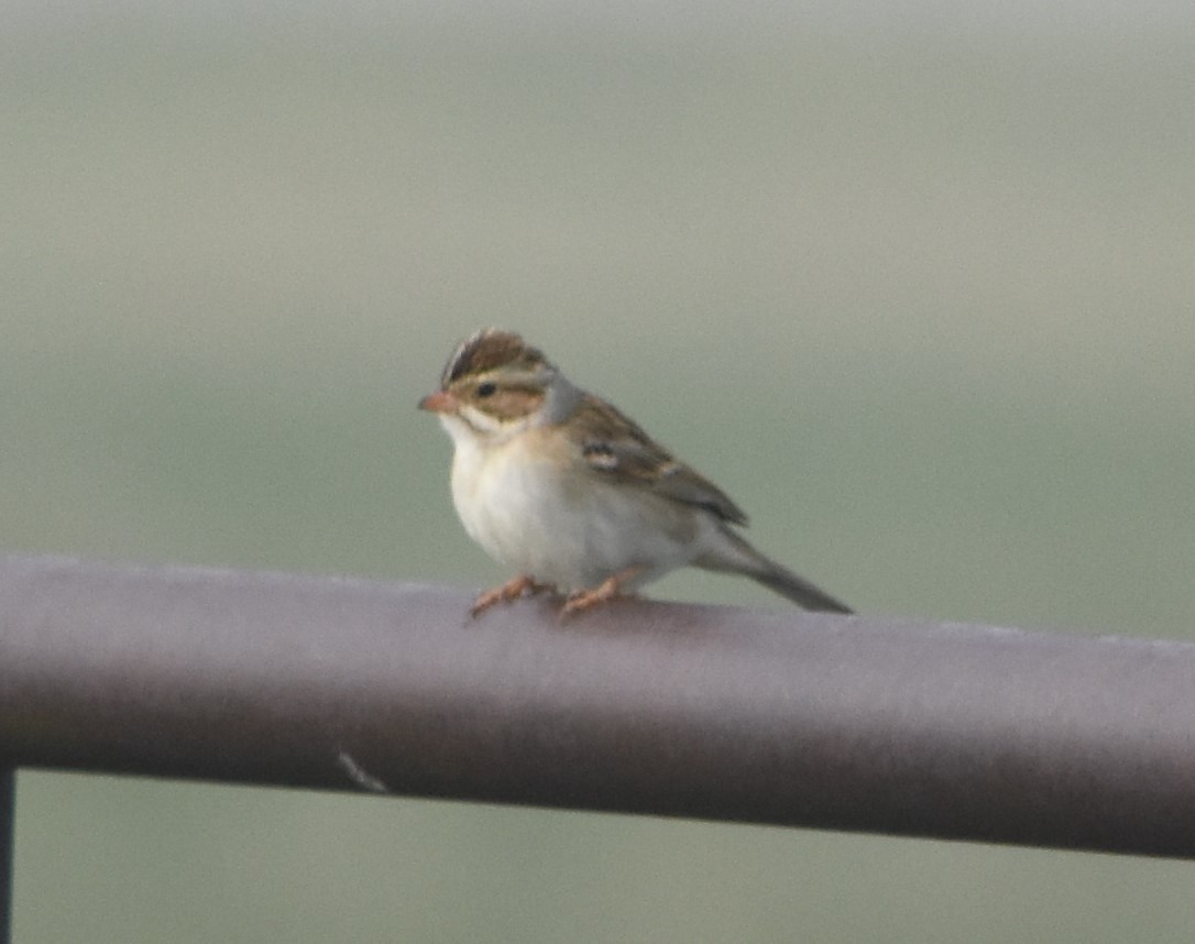 Clay-colored Sparrow - ML575010771