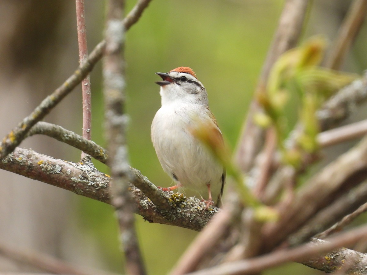 Chipping Sparrow - ML575011851