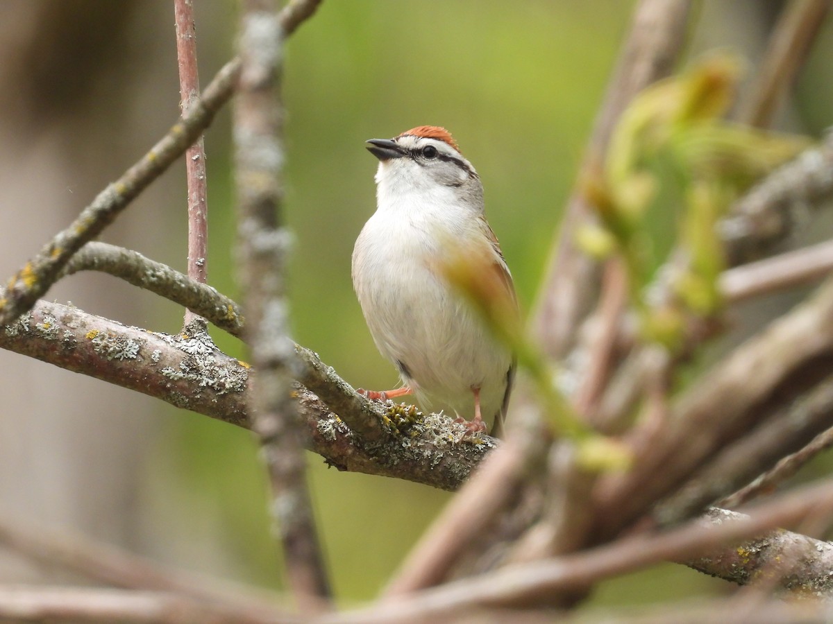 Chipping Sparrow - ML575011861
