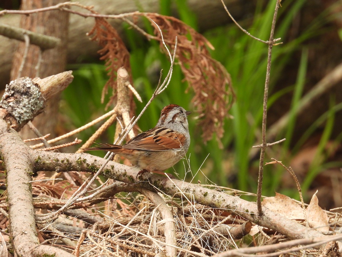 Swamp Sparrow - C Douglas