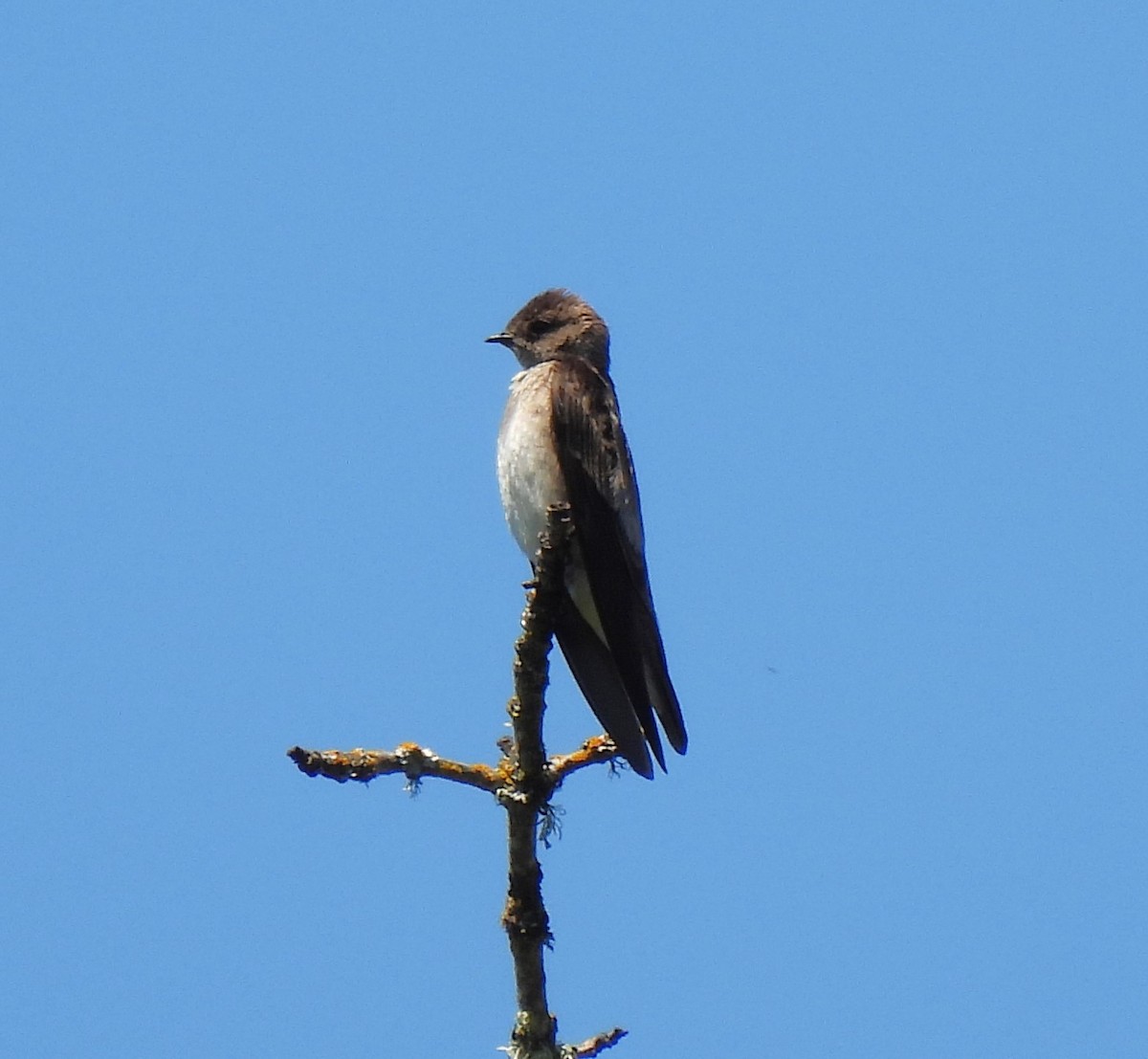 Northern Rough-winged Swallow - ML575012681