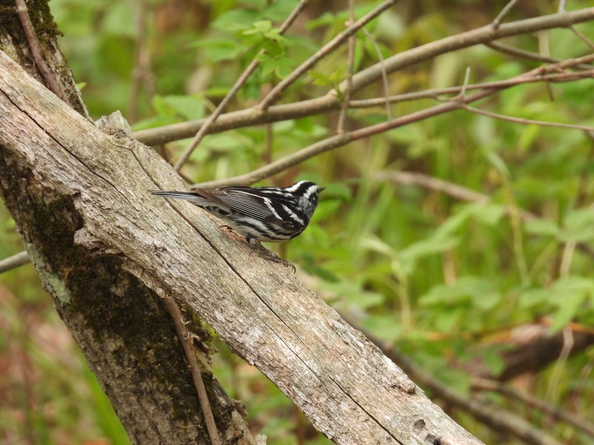 Black-and-white Warbler - ML575012771