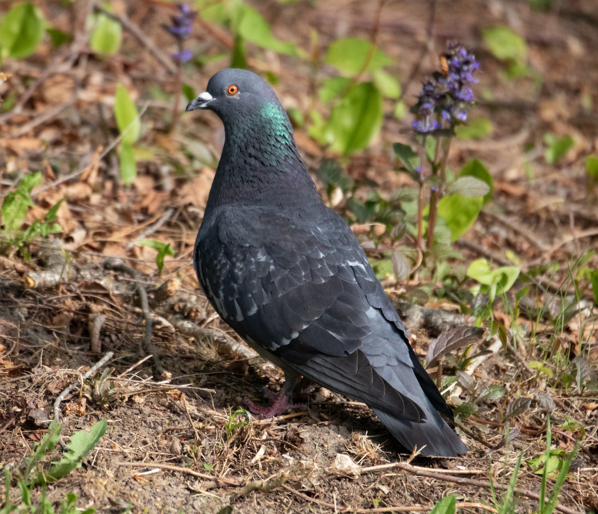 Rock Pigeon (Feral Pigeon) - ML575014251
