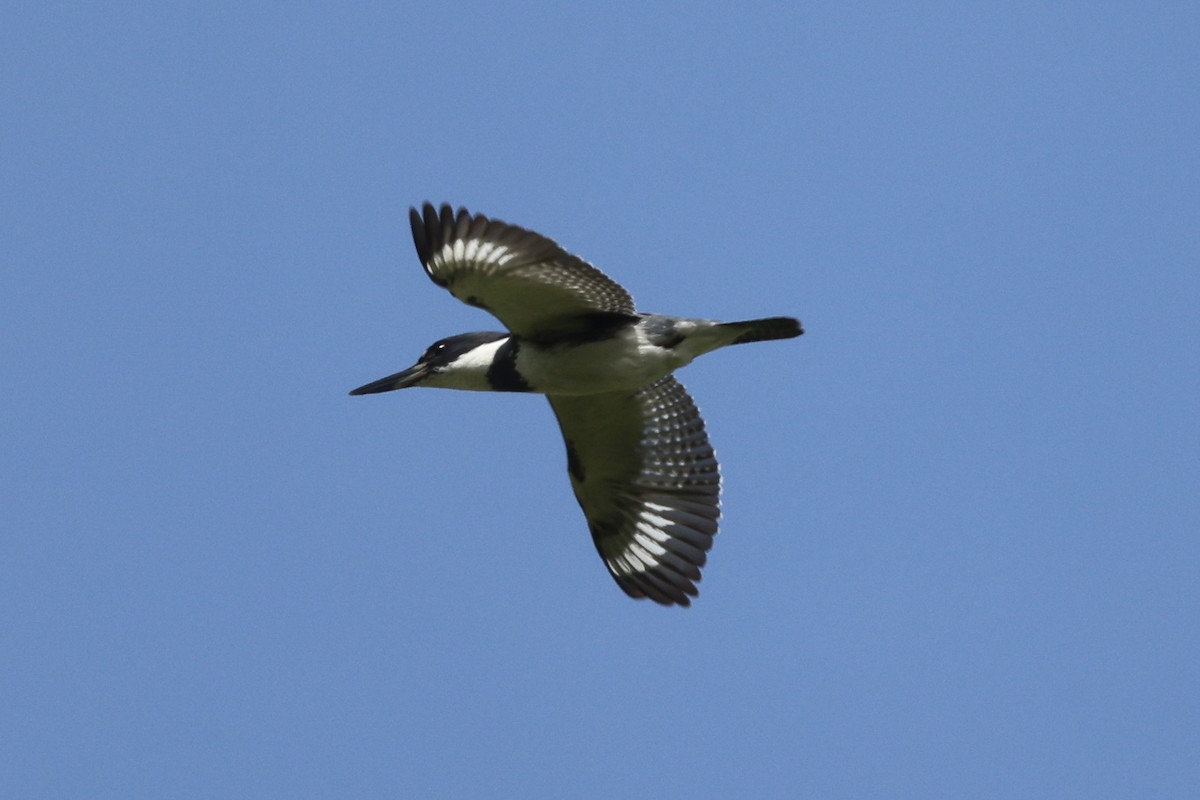 Belted Kingfisher - ML575020091