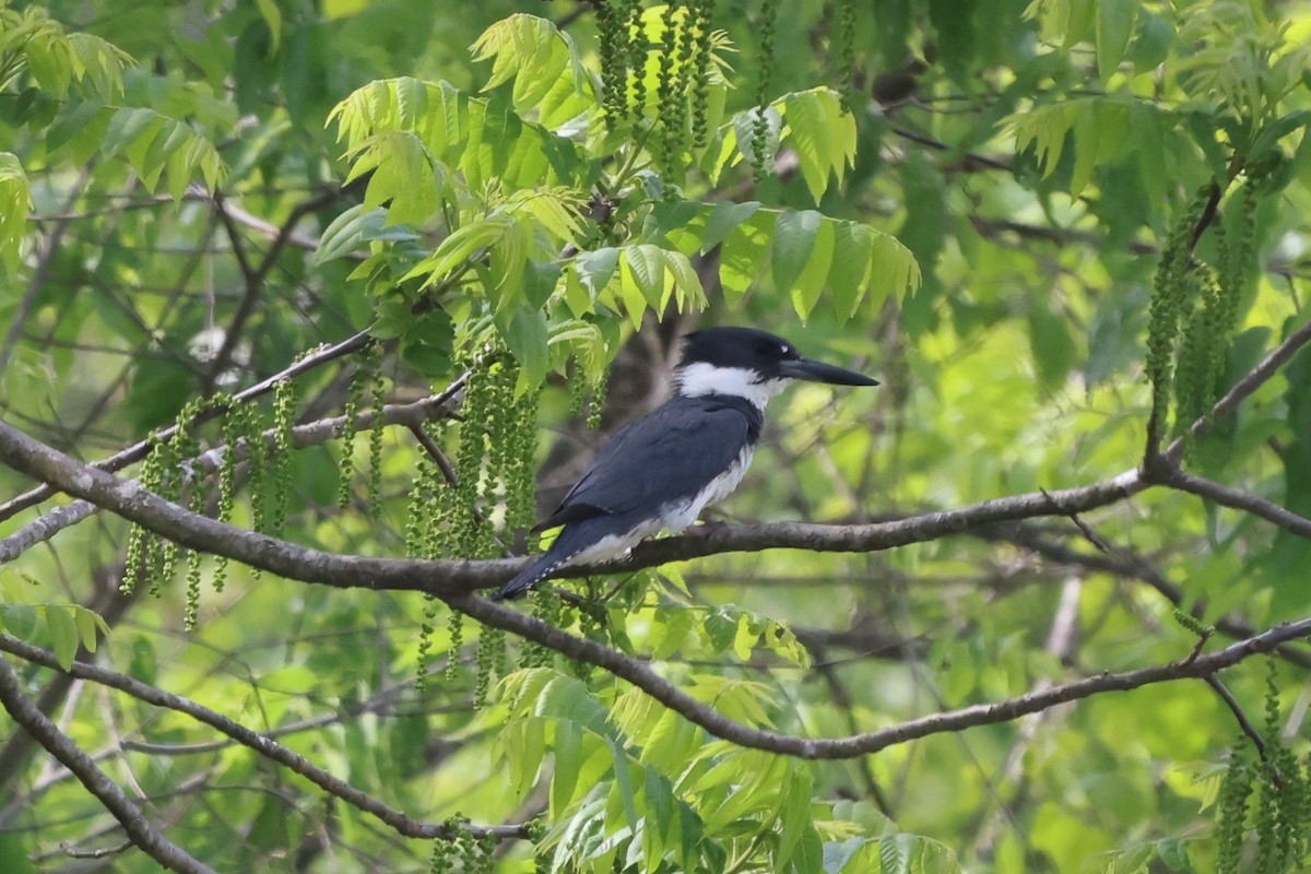 Belted Kingfisher - ML575020101