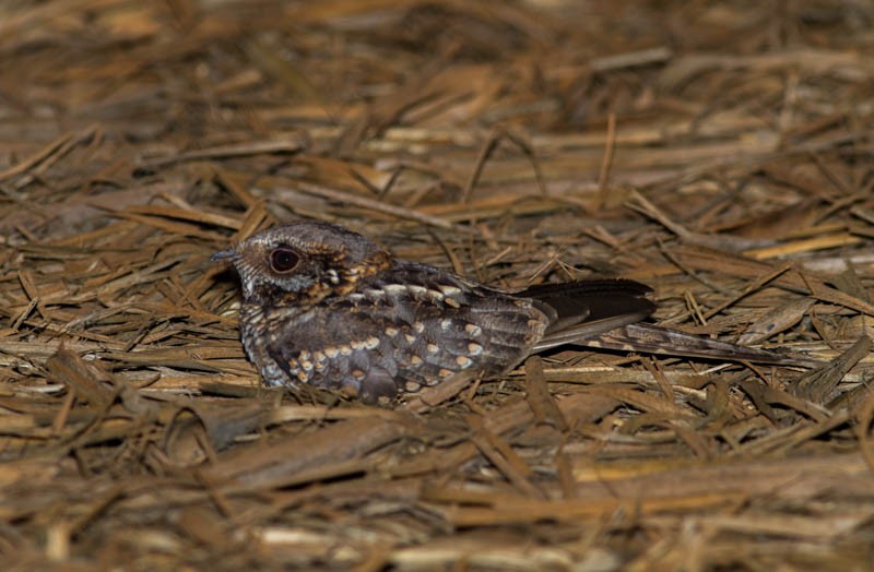 Scissor-tailed Nightjar - Helberth Peixoto