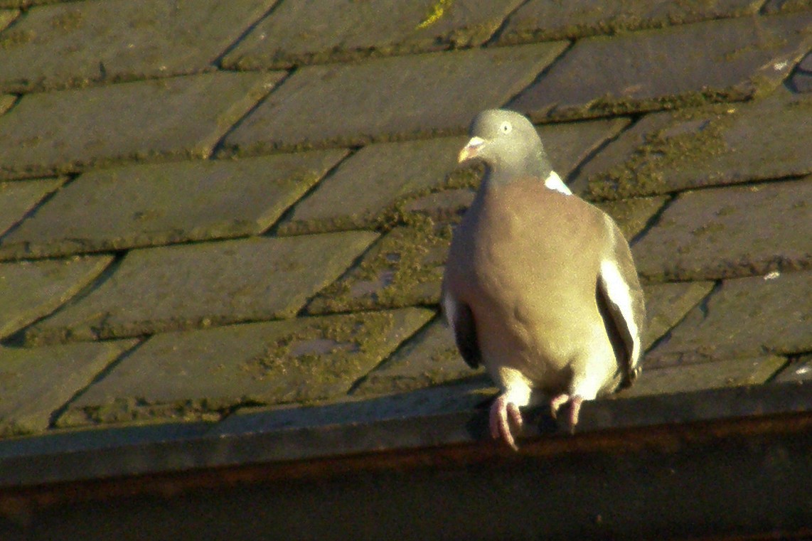 Common Wood-Pigeon - ML575033571