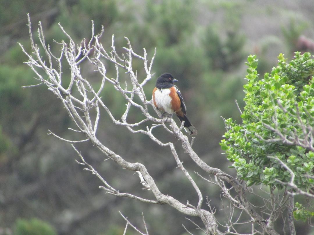 Spotted Towhee - ML575037651