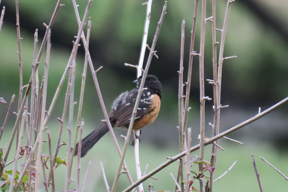 Spotted Towhee - ML575037901