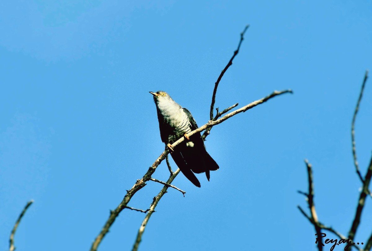 Himalayan Cuckoo - Reyaz Ahmad Wani
