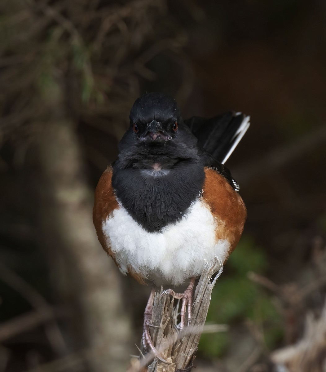 Eastern Towhee - Ronnie d'Entremont