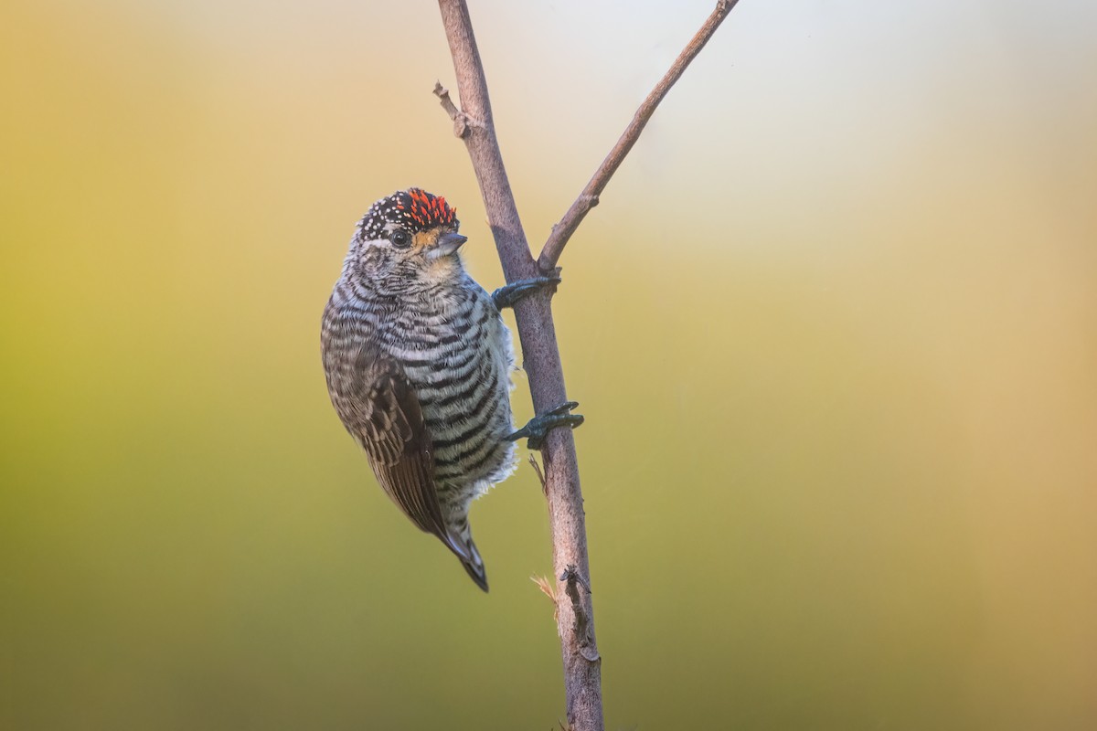 White-barred Piculet - ML575043431